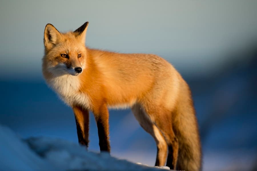 Red fox portrait — Wildlife style reference photo
